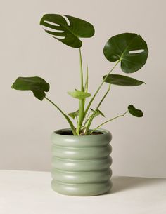 a potted plant with green leaves in it