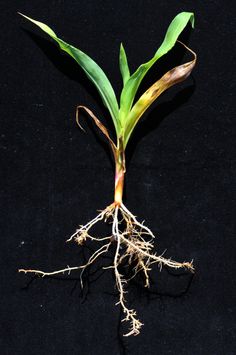 a plant that is growing out of the ground with roots on it's side