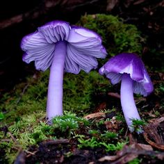 two purple mushrooms sitting on the ground