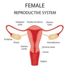 Female Reproductive System Anatomy, Human Anatomy Female, Anatomy Female, Anatomy Education, Anatomy Flashcards, Human Body Organs, Basic Anatomy And Physiology, Female Reproductive System, Organ System