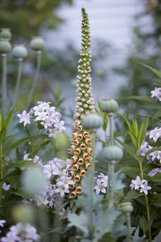 an image of flowers that are blooming in the garden