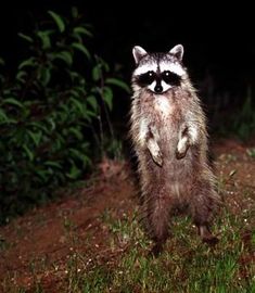 a raccoon is standing on its hind legs in the grass and looking at the camera