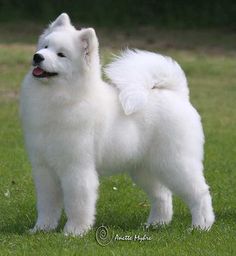 a white dog standing on top of a lush green field