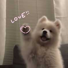 a small white dog standing on top of a couch with its paw up in the air