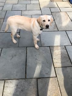 a dog standing on top of a stone walkway