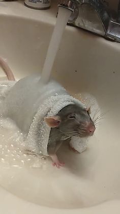 a rat is sitting in the bathroom sink with soap on it's back legs