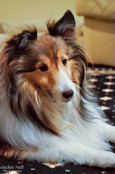 a brown and white dog laying on top of a rug