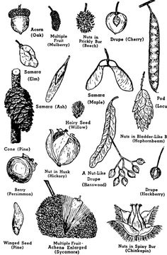 the common types of fruits and seeds, from an old book by john whitis