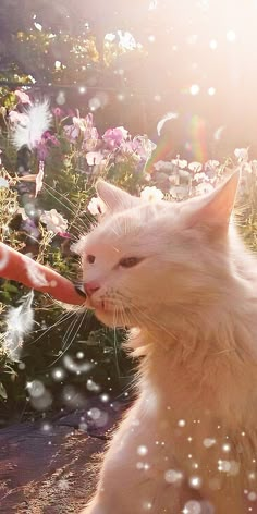 a white cat sitting on top of a field of flowers next to a person's hand