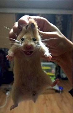 a small rodent is being held up by someone's hand in the living room