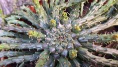 a close up view of a cactus plant