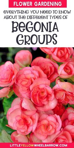 pink flowers with text that reads, flower gardening everything you need to know about the different types