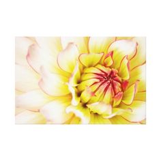 a large yellow and white flower with red tips on it's center, viewed from above