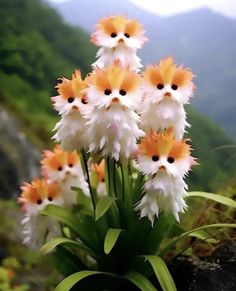 small white and orange flowers in front of a rocky cliff side with mountains in the background