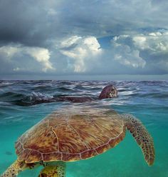 a green turtle swimming in the ocean with cloudy skies above it's back end