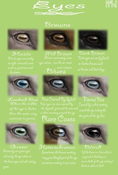 an info sheet with different types of eyes