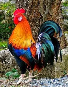 a red and black rooster standing next to a tree