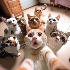 Funny Looking Cats, Cat Profile, Funny Cat Wallpaper, Cat Selfie, Silly Cats Pictures, Cute Cat Wallpaper, Cute Cats Photos, Funny Cute Cats, Cat Wallpaper