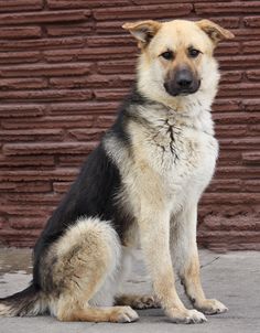 a dog is sitting on the sidewalk in front of a brick wall and looking at the camera