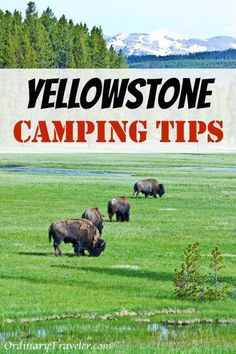 bison grazing in a field with the words yellowstone camping tips overlaying the image