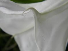 closeup of white flower with water droplets on it