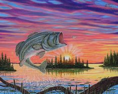 a painting of a large mouth bass jumping out of the water to catch a fish