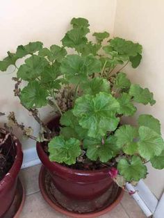 two potted plants are sitting on the ground