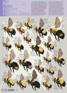 the bumble bees are all different sizes and colors