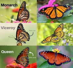 an image of monarch butterflies on twitter