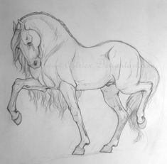 a pencil drawing of a horse standing on its hind legs