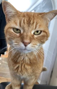 an orange tabby cat sitting on top of a black chair looking at the camera