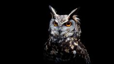 an owl with orange eyes is shown in black and white, against a dark background