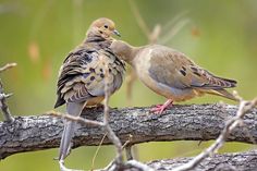 two birds sitting on top of a tree branch