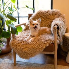 a small dog is sitting on a fluffy chair in front of a potted plant