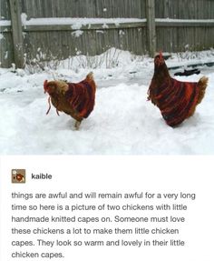 two chickens walking in the snow next to a fence and some wooden posts with words written on them