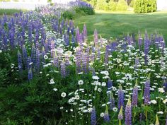 purple and white flowers are growing in the grass