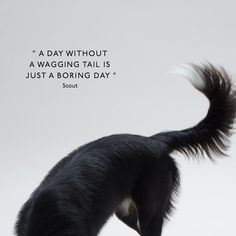 a black dog standing on top of a white floor next to a quote that says, a day without a wagging tail is just a boring day