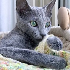 a gray cat laying on top of a blanket next to a stuffed animal toy and window