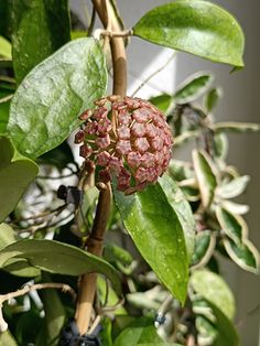 the fruit is growing on the tree branch