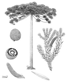 an image of different plants and animals in the wild, including pines, ferns, grasses, and other things