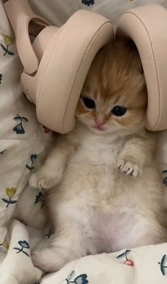 an orange and white kitten with headphones on it's ears sitting in a bed