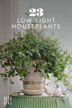 a potted plant sitting on top of a green table next to a white wall