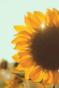 a large sunflower with the sun shining through it's center, in a field