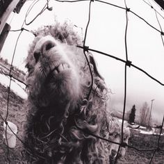 a black and white photo of a dog behind a wire fence