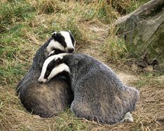 two badgers sitting on top of each other in the grass