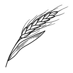 a black and white drawing of a wheat stalk