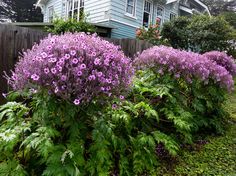 purple flowers in front of a blue house