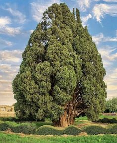 a large tree sitting in the middle of a lush green field