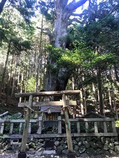 a large tree in the middle of a forest with lots of trees and rocks around it