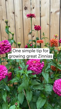 pink and orange flowers in front of a wooden fence with the words, one simple tip for growing great zinnas